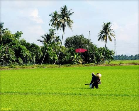 Sawah Padi Di Kedah Ella Abraham