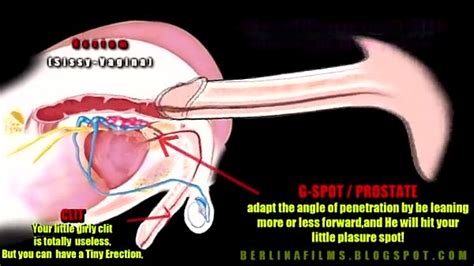 Shemale Anatomy