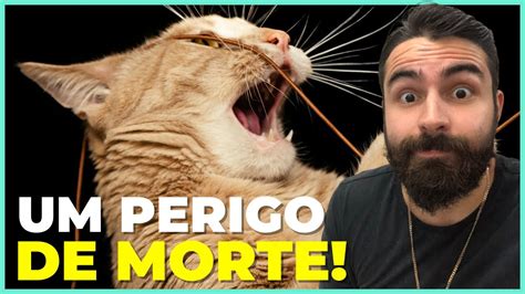 Meu Gato Engoliu Um Barbante O Que Fazer Youtube