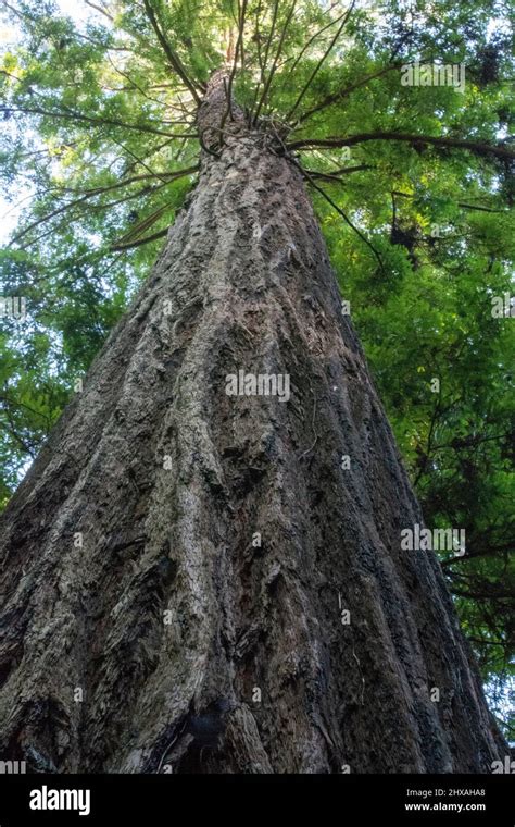 Giant Redwood reaches upward in the Redwood National Forest, California ...