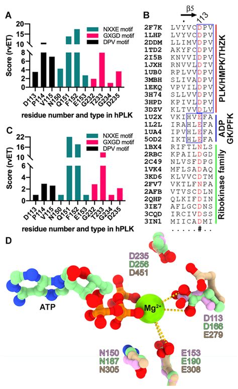 Identification Of A Third Sequence Motif That Varies Among The Major