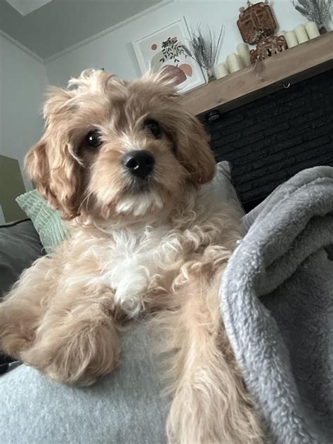 Cavapoo Size? : r/CavaPoo