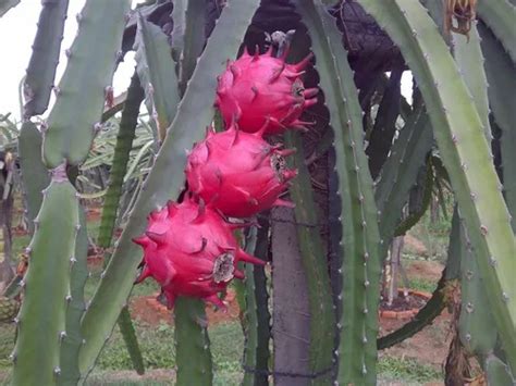 Mudas Pitaya Vermelha Orejona Nicar Gua Raridade C Frete Gr Tis