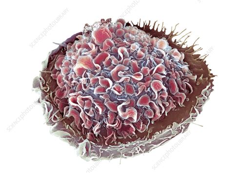 Macrophage Sem Stock Image C0578602 Science Photo Library