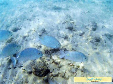 Taman Laut Trip Percutian Bajet Ke Pulau Tioman Pahang