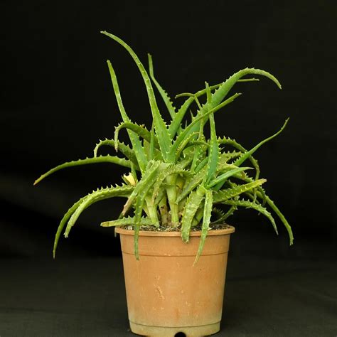 Aloe Arborescens India S Online Garden Store Buy Cactus