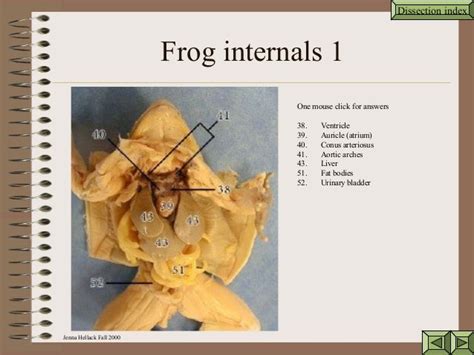 Frog Dissecting