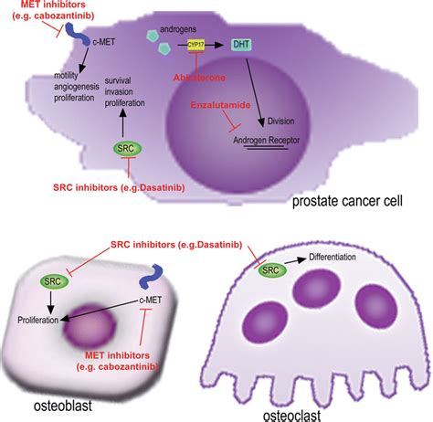 Simplified Mechanisms Of Action Of C SRC Inhibitors MET Inhibitors And