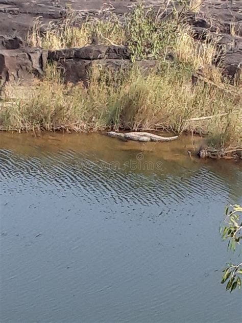 Indian Wildlife Photos and India River,farm Stock Image - Image of ...