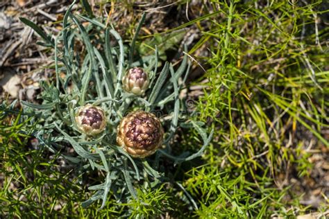 Rhaponticum Carthamoides Flowers Stock Image Image Of Alpine