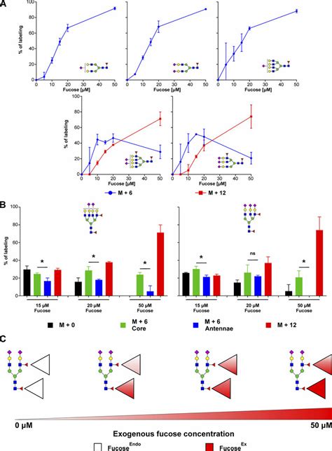 Core fucose preferentially rely on exogenous fucose while fucose ...