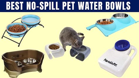 Best Spill Proof Cat Water Bowlsno Spill Pet Water Bowl Reviews Youtube