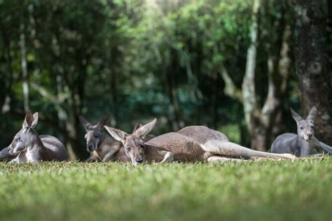 Australia Zoo Day Trip From Brisbane