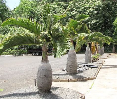 How To Grow The Bottle Palm Tree Hyophorbe Lagenicaulis