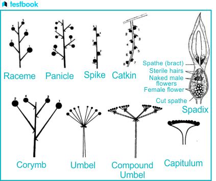 Understanding Racemose Inflorescence - Testbook