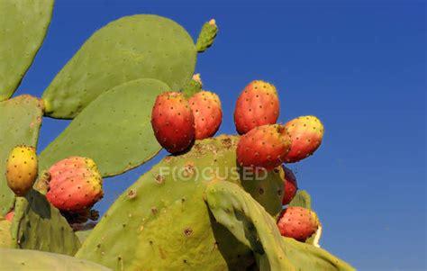 Fruits of fig tree at Italia, Apulia region — no people, italy - Stock ...