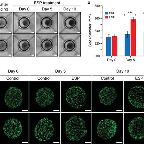 H69 Cell Spheroid Formation In Microwells And Immunostaining Of Ki67