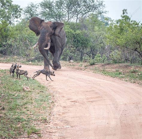 African Wild Dogs Being Chased Away By An Elephant In Kruger National