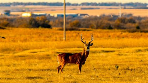 12 Best Deer Food Plots What To Plant For Big Whitetails • Advanced Hunter