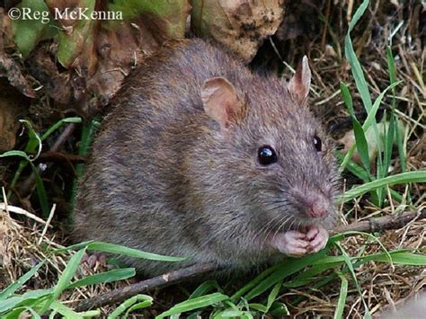 Brown Rat | Tennessee Wildlife Resources Agency