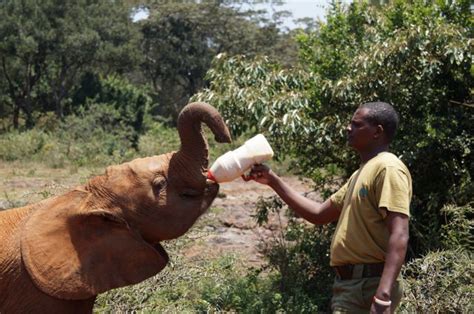 Elephant Orphanage Nairobi Visiting The David Sheldrick Wildlife Trust