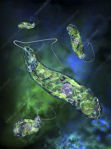 Euglena flagellate protozoa - Stock Image - Z100/0230 - Science Photo Library