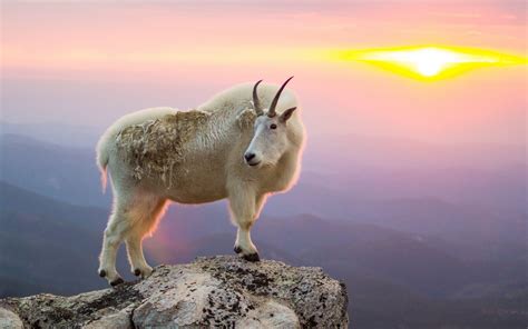cartoon goat wallpapers top  cartoon goat backgrounds