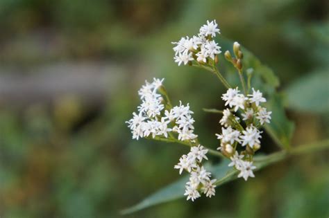 Stevia Monardifolia Flora Del Bosque Mes Filo De Monta A Y Vegetaci N