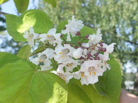 Surmia Bignoniowa Catalpa Bignonioides Aurea Dammera Flowers