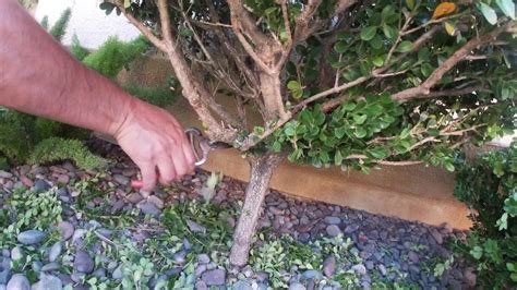 How To Prune A Japanese Boxwood Youtube