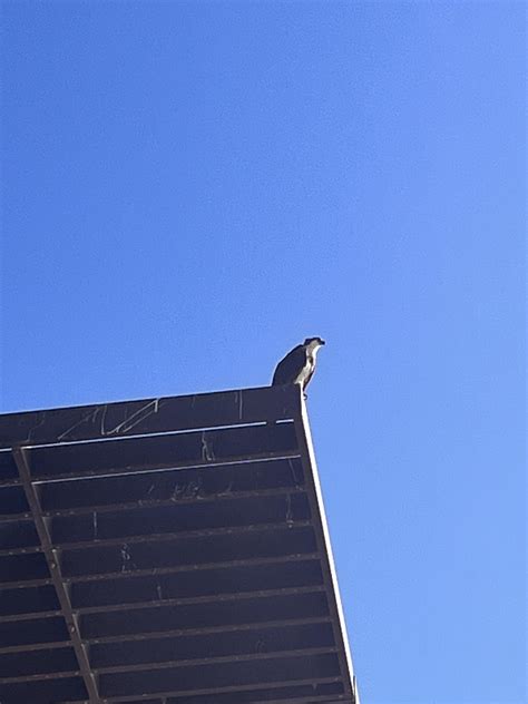 Can you help identify this bird? Seen in Cabo San Lucas, Mexico. : r