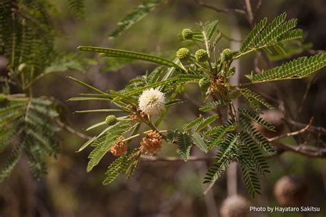 コア・ハオレ アヌヘア：ハワイの花・植物・野鳥図鑑 Koa Haole Leucaena Leucocephala