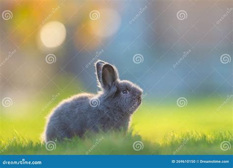 Cute Grey Fluffy Rabbit Running On Grass Backyard Stock Photo Image