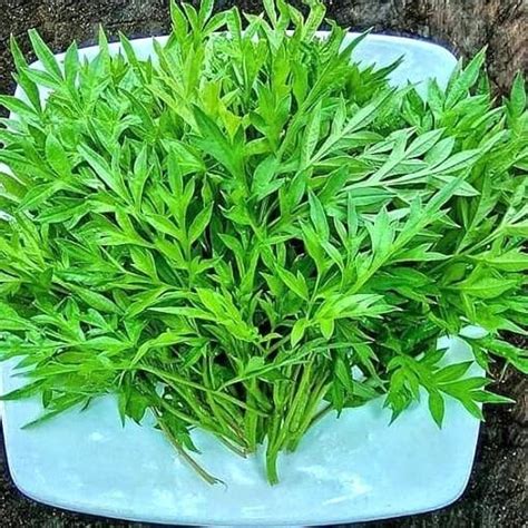 Bibit Tanaman Daun Kenikir Cosmos Caudatus Obat Herbal Lazada Indonesia