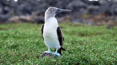 Blue Footed Booby Sula Nebouxii Is A Marine Bird Stock Footage