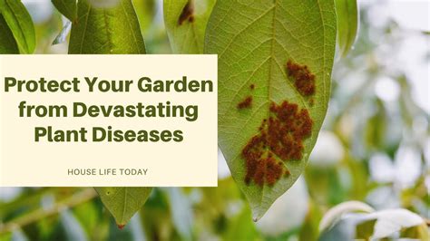 Protect Your Garden from Devastating Plant Diseases - YouTube