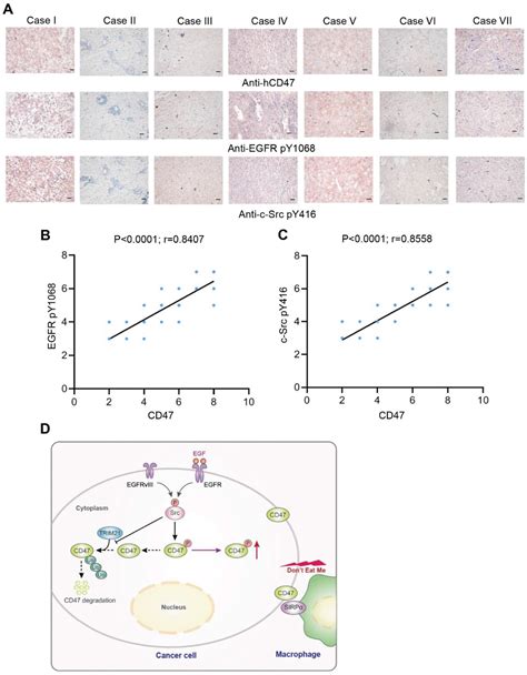 Egfrinduced And Csrcmediated Cd Phosphorylation Inhibits Trim