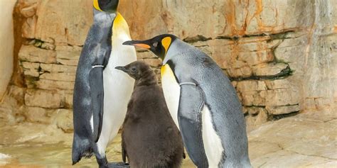 Adoring penguin parents proudly show off their new baby to zoo visitors ...