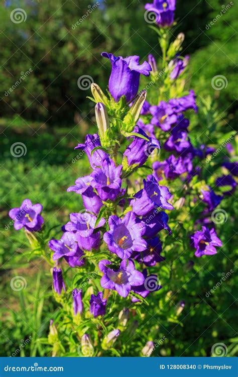 Purple Canterbury Bells Flowers Landscape Stock Photo Image Of Light