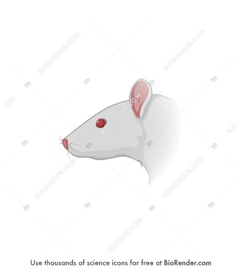 BioRender | Rat head (lateral)