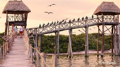 Holbox Bioluminescence Holbox Guide Tours