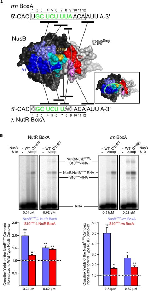 Structural And Functional Analysis Of The E Coli Nusb S