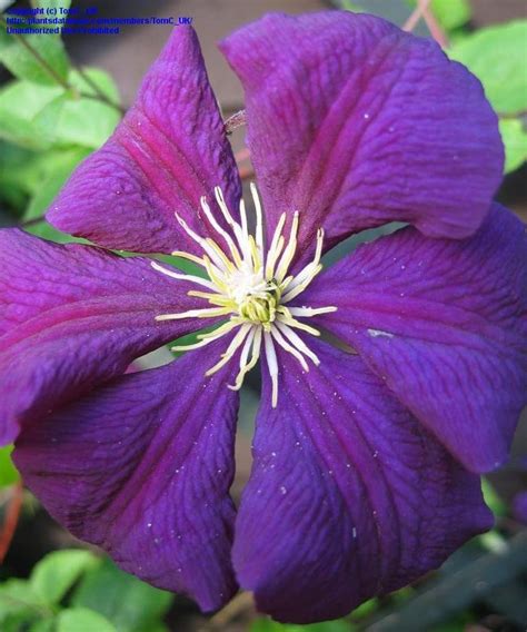 Plantfiles Pictures Clematis Jackman Clematis Late Large Flowered