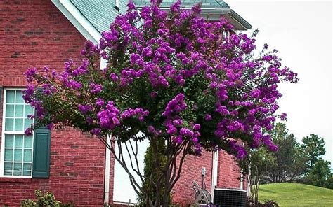 Crape Myrtle Varieties and Guide | Myrtle tree, Crape myrtle, Catawba ...