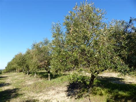 La Fundaci N Savia Solicita A La Consejer A De Agricultura Que Se