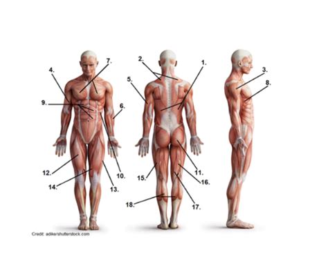 Anatomy And Physiology Lab Exam Muscles To Know Flashcards Quizlet