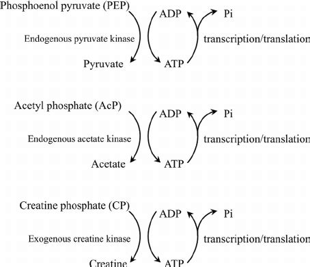 Atp Regeneration Using Phosphoenol Pyruvate Pep Acetyl Phosphate