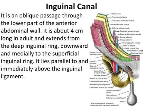 Inguinal Ligament Anatomy