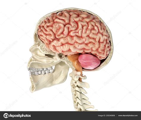 Secci N Transversal Del Cr Neo Humano Con El Cerebro Foto De Stock