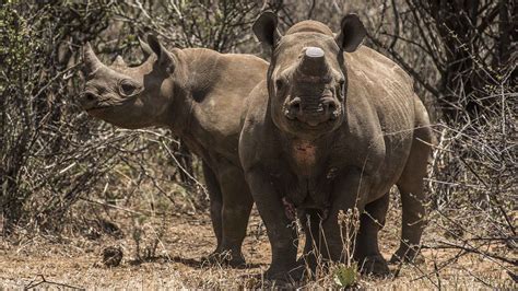 South Africa Rhino Horn Auction Gets Underway Cnn